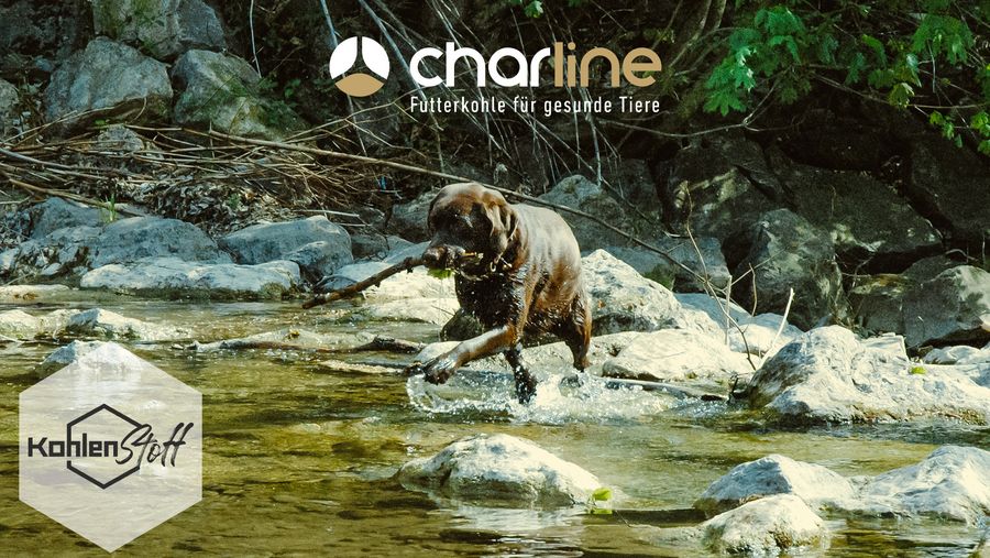 Badespaß mit Hund | KohlenStoff powered by CharLine GmbH